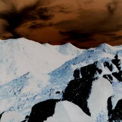 Tarantula Hawk : Desert Solitaire